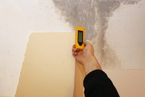 Best Real Estate Mold Inspection  in Park Ridge, NJ