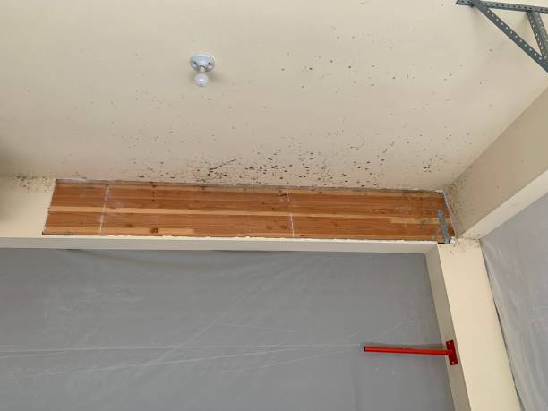 Professional Mold Removal in Park Ridge, NJ